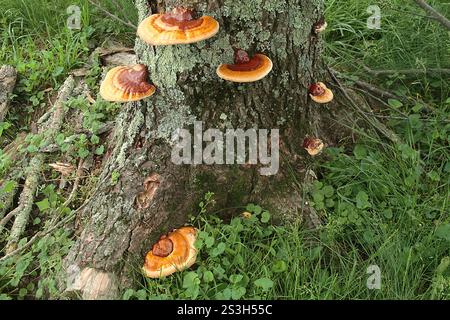 Virginia, Stati Uniti. Corpi fruttiferi di Ganoderma sessile fungo che crescono su un tronco di albero. Foto Stock