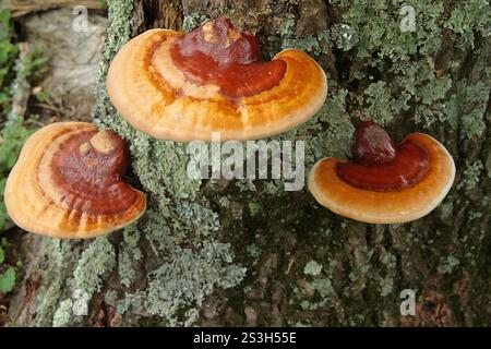 Virginia, Stati Uniti. Corpi fruttiferi di Ganoderma sessile fungo che crescono su un tronco di albero. Foto Stock