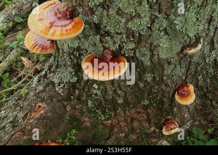 Virginia, Stati Uniti. Corpi fruttiferi di Ganoderma sessile fungo che crescono su un tronco di albero. Foto Stock