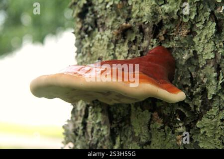 Virginia, Stati Uniti. Corpi fruttiferi di Ganoderma sessile fungo che crescono su un tronco di albero. Foto Stock