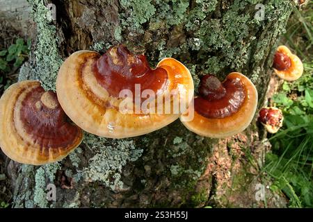 Virginia, Stati Uniti. Corpi fruttiferi di Ganoderma sessile fungo che crescono su un tronco di albero. Foto Stock