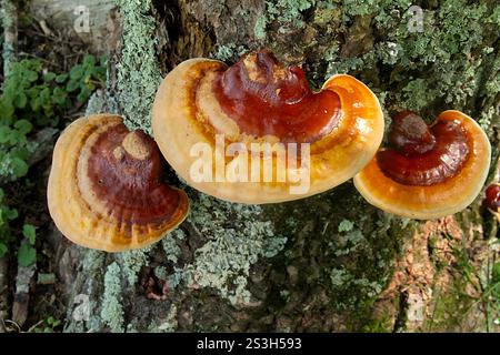 Virginia, Stati Uniti. Corpi fruttiferi di Ganoderma sessile fungo che crescono su un tronco di albero. Foto Stock