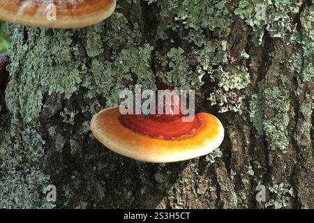 Virginia, Stati Uniti. Corpi fruttiferi di Ganoderma sessile fungo che crescono su un tronco di albero. Foto Stock