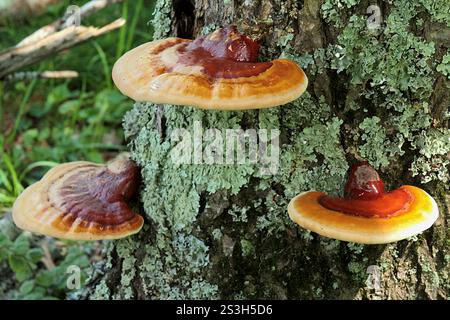 Virginia, Stati Uniti. Corpi fruttiferi di Ganoderma sessile fungo che crescono su un tronco di albero. Foto Stock