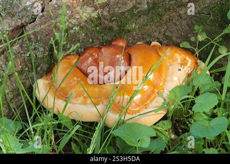 Virginia, Stati Uniti. Corpi fruttiferi di Ganoderma sessile fungo che crescono su un tronco di albero. Foto Stock