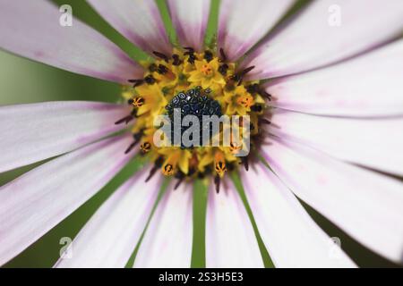 Macro estremo di un mantello bianco daisy Osteospermum Foto Stock