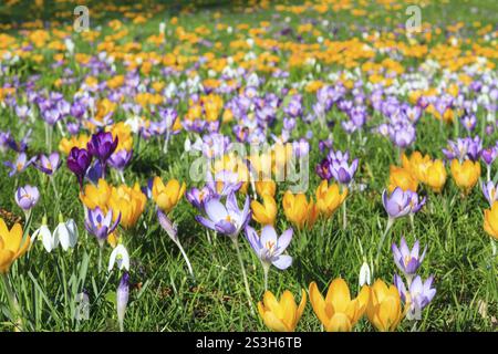 Croco colorato su un prato in primavera, Germania, Europa Foto Stock