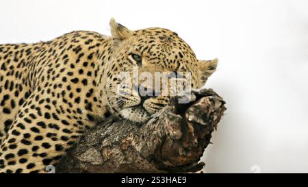 Dettaglio di un leopardo riposante in un albero, Kruger National Park, Sudafrica Sudafrica Foto Stock