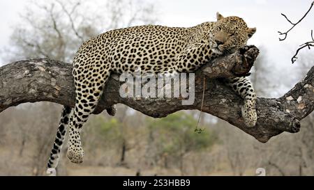 Il leopardo riposa su un albero di Sabi Sands, il Parco Nazionale di Kruger, Sud Africa Sud Africa Foto Stock