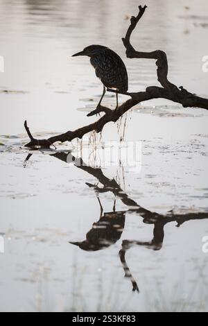 Un unico esemplare di Nankeen (Rufous) Night Heron è arroccato su una delle zone di caccia preferite su un billabong nel tardo pomeriggio mentre il sole tramonta. Foto Stock