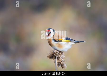 goldfinch europeo su una spina (Carduelis carduelis); durante l'inverno, questi uccelli si riuniscono in greggi e vagano attraverso i campi in cerca di cibo. Foto Stock