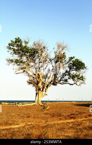 Grande albero sulla prateria costiera sullo sfondo della spiaggia di Londa Lima in un giorno luminoso durante la stagione secca a East Sumba, East Nusa Tenggara, Indonesia. Foto Stock