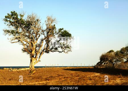 Grande albero sulla prateria costiera sullo sfondo della spiaggia di Londa Lima in un giorno luminoso durante la stagione secca a East Sumba, East Nusa Tenggara, Indonesia. Foto Stock