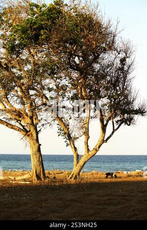 Grande albero sulla prateria costiera sullo sfondo della spiaggia di Londa Lima in un giorno luminoso durante la stagione secca a East Sumba, East Nusa Tenggara, Indonesia. Foto Stock