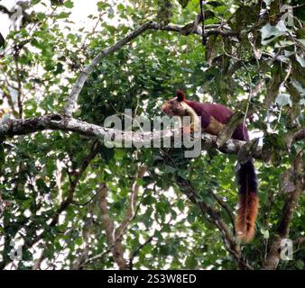 Un primo piano di uno scoiattolo gigante del Malabar seduto su un ramo di un albero in una foresta. Foto Stock
