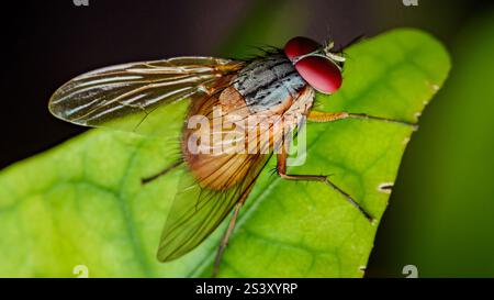 Foto macro di una mosca con occhi rossi e ali trasparenti appoggiate su una foglia verde brillante, che mostra i dettagli intricati del corpo dell'insetto Foto Stock