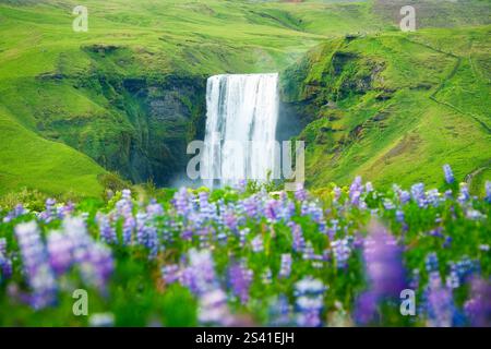 Maestosa cascata Skogafoss che scorre attraverso la lussureggiante montagna e i fiori di lupino viola che fioriscono in estate a sud dell'Islanda Foto Stock