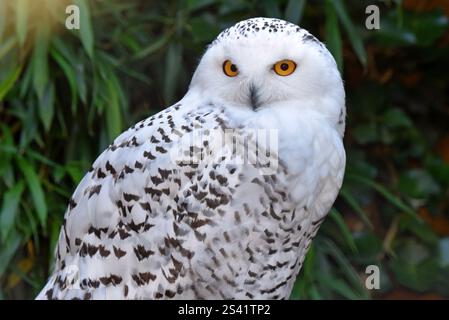 Primo piano di Snowy Owl (bubo scandiacus) in uno zoo Foto Stock