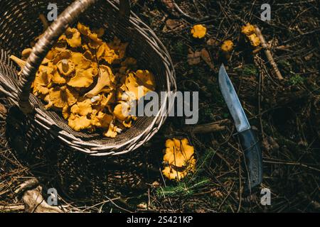Cestino di ceramiche raccolte con coltello in una foresta Foto Stock