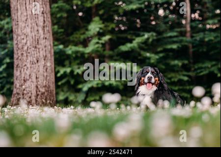 La posa del cane in erba Foto Stock