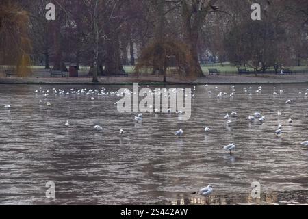 Londra, Regno Unito. 10 gennaio 2025. I gabbiani si stagliano sul lago ghiacciato di St James's Park nel centro di Londra, mentre le temperature crollavano in tutto il Regno Unito. Crediti: Vuk Valcic/Alamy Live News Foto Stock