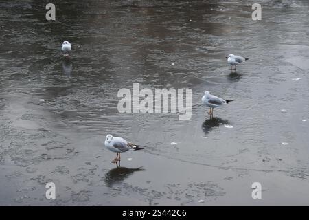 Londra, Regno Unito. 10 gennaio 2025. I gabbiani si stagliano sul lago ghiacciato di St James's Park nel centro di Londra, mentre le temperature crollavano in tutto il Regno Unito. Crediti: Vuk Valcic/Alamy Live News Foto Stock