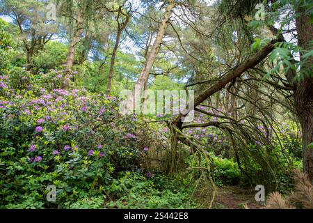 Un cespuglio di rododendri in fiore nel bosco nativo della riserva naturale di Blacka Moor, Peak District, Regno Unito Foto Stock