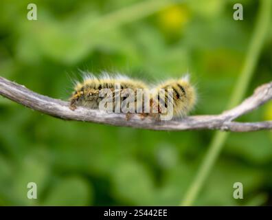 Un coccinello da agrumi su un avambraccio con sfondo verde sfocato Foto Stock