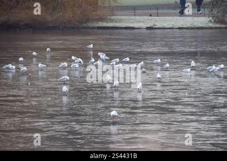 Londra, Regno Unito. 10 gennaio 2025. I gabbiani si stagliano sul lago ghiacciato di St James's Park nel centro di Londra, mentre le temperature crollavano in tutto il Regno Unito. Crediti: Vuk Valcic/Alamy Live News Foto Stock