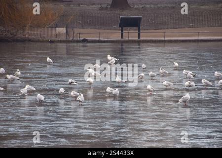 Londra, Regno Unito. 10 gennaio 2025. I gabbiani si stagliano sul lago ghiacciato di St James's Park nel centro di Londra, mentre le temperature crollavano in tutto il Regno Unito. Crediti: Vuk Valcic/Alamy Live News Foto Stock