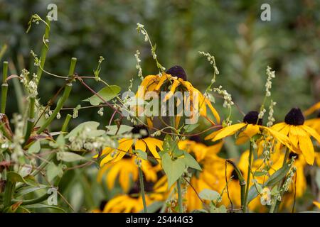 Il grano saraceno si è intrecciato intorno a un fiore di rudbeckia. Fallopia convolvulus L. Foto Stock