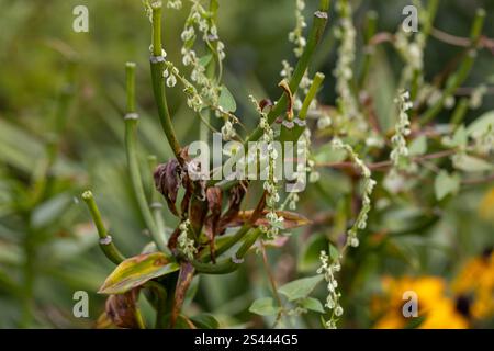 Il grano saraceno si è intrecciato intorno a un fiore di rudbeckia. Fallopia convolvulus L. Foto Stock