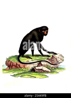 Mammiferi, scimmia, scimmia, nictitani di simia, grande scimmia dal naso bianco, Cercopithecus nictitans, storica, riproduzione restaurata digitalmente di un originale del 1860, Säugetiere, Große Weißnasenmeerkatze, Historisch, digital restaurierte Reproduktion einer Vorlage von 1860 Foto Stock