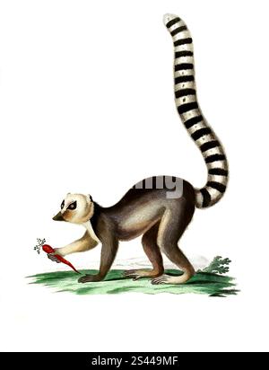 Mammiferi, scimmia, scimmia, Lemur catta, lemuri a coda anulare, specie primate del gruppo di lemuri, riproduzione storica, restaurata digitalmente di un originale del 1860, Säugetiere, Katta, Primatenart aus der Gruppe der Lemuren, Historisch, digital restaurierte Reproduktion einer Vorlage von 1860 Foto Stock