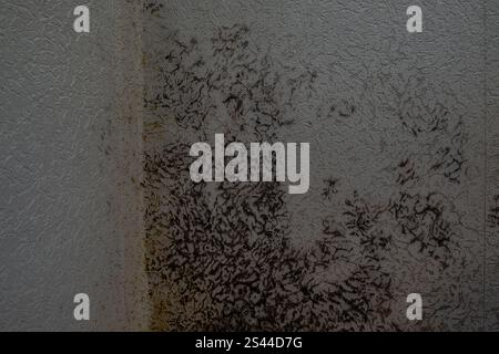 Grandi macchie di muffa nera sul muro dell'appartamento Foto Stock