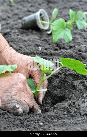 le mani del giardiniere piantano una piantina di cetrioli nell'orto Foto Stock