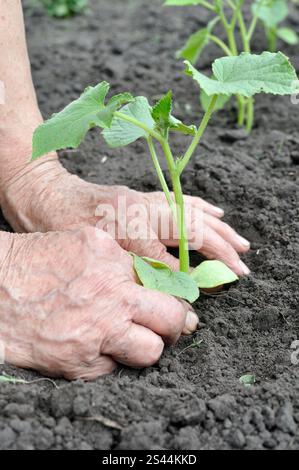 le mani del giardiniere piantano una piantina di cetrioli nell'orto Foto Stock