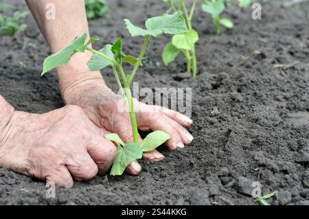 le mani del giardiniere piantano una piantina di cetrioli nell'orto Foto Stock