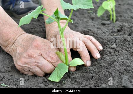 le mani del giardiniere piantano una piantina di cetrioli nell'orto Foto Stock