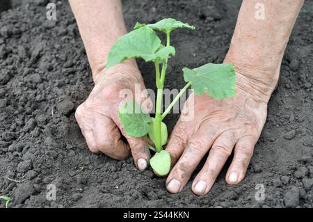 le mani del giardiniere piantano una piantina di cetrioli nell'orto Foto Stock