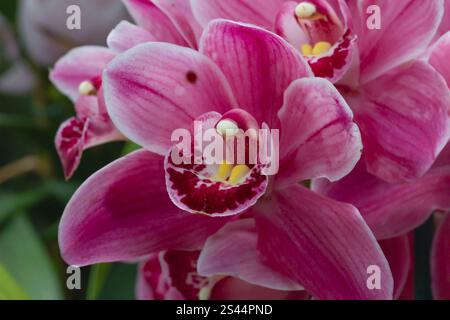 Questa splendida foto cattura un'orchidea rosa vibrante in piena fioritura, mostrando i suoi delicati petali vellutati e i dettagli intricati della sua parte interna Foto Stock