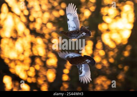 Burley a Wharfedale, Ilkley, West Yorkshire, Regno Unito. 10 gennaio 2025. Meteo per il Regno Unito - Red Grouse prendi il volo all'alba su Burley Moor, Burley a Wharfedale vicino a Ilkley, West Yorkshire crediti: Kay Roxby/Alamy Live News Foto Stock