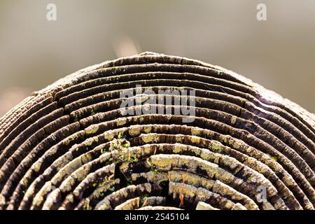 Anelli di alberi esposti e intemprati su un palo di legno lungo il lungomare di Steveston nella Columbia Britannica Foto Stock