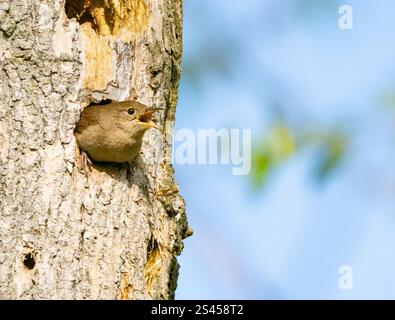 Casa Wren (Troglodytes aedon) chiamata da un buco di nidificazione in un albero Foto Stock