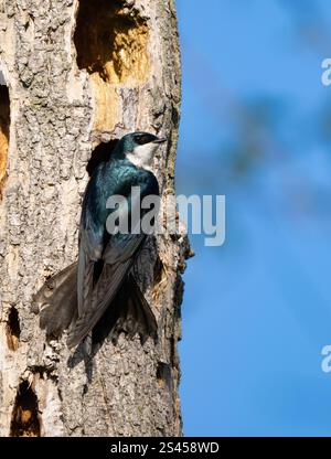 Deglutizione di alberi (Tachycineta bicolor) in un buco di nidificazione in un albero Foto Stock