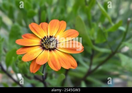 Primo piano del fiore Osteospremum Margarita "Orange Flare", estate, Regno Unito. Foto Stock