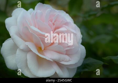 Rose Chandos Beauty ('Harmisty'PBR) in un giardino, estate, Londra, Regno Unito. Vincitore sia dell'RHS Award of Garden Merit che dell'UK Rose Growers Gold. Foto Stock