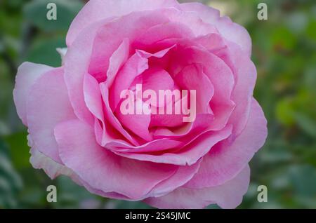 Single Pink Rosa "Westminster Pink" ("Fryamour'PBR") in un giardino, Londra, Regno Unito. Foto Stock