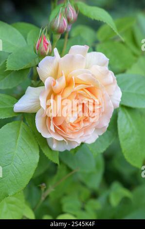 Rosa "Just Joey"; primo piano singolo di rose in un giardino, Londra, Regno Unito." Inserita nella Rose Hall of Fame come "World's Favourite Rose" nel 1994. Foto Stock