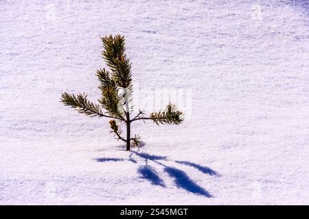 Un piccolo pino è in piedi nella neve. La neve è bianca e l'albero è verde. L'immagine ha un'atmosfera tranquilla e serena Foto Stock